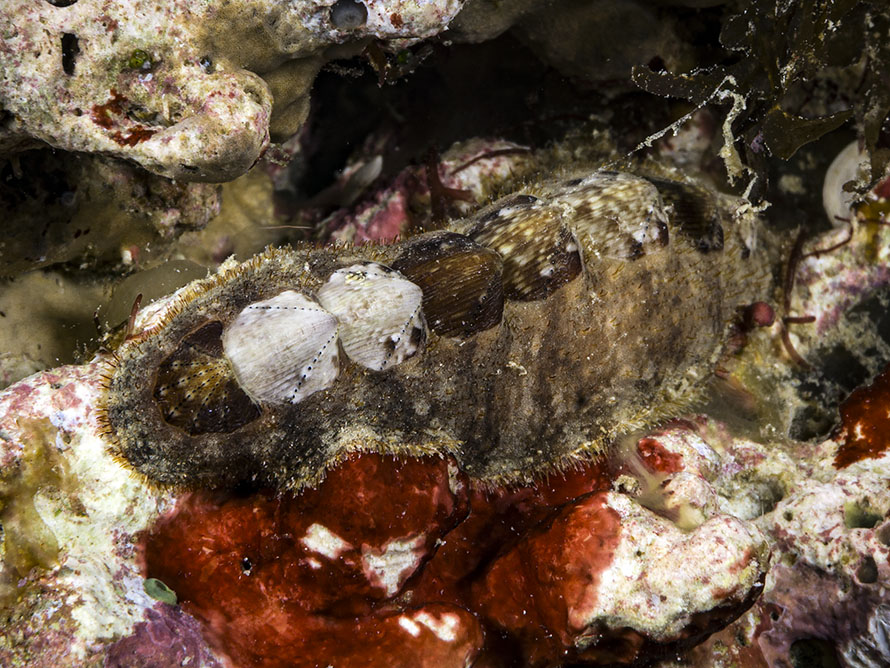 Schizochiton incisus